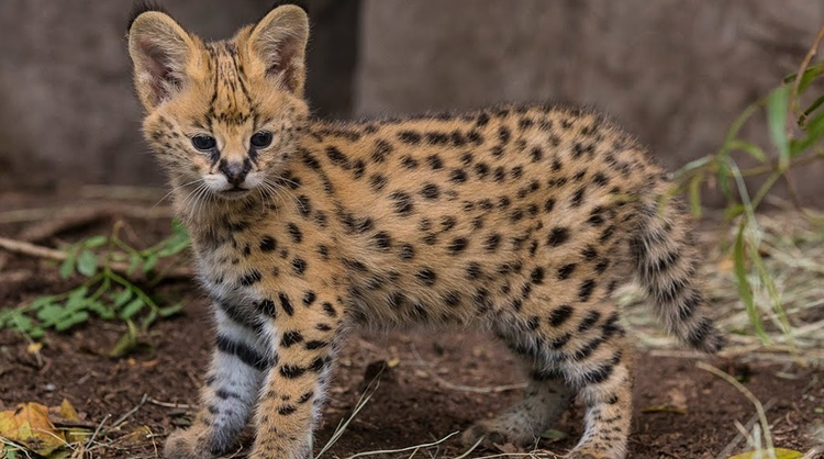454575_serval.jpg