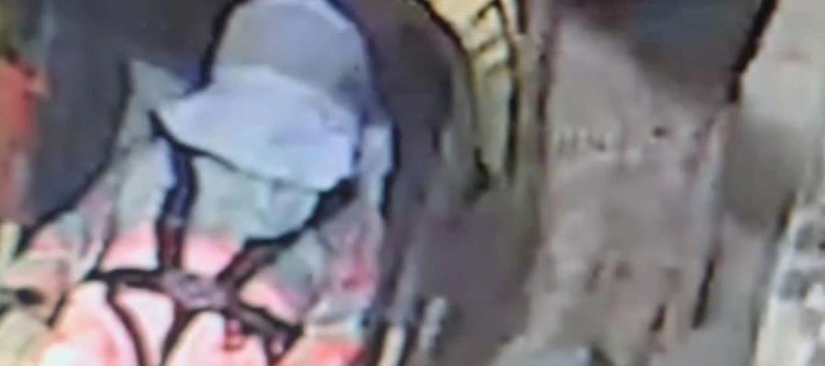 5232754113931533 cats