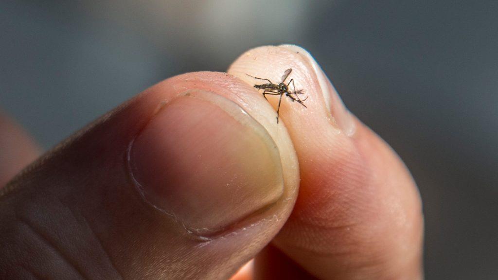 5238278828413075 The-Truth-About-Mosquitoes-and-Chikungunya-1024x576