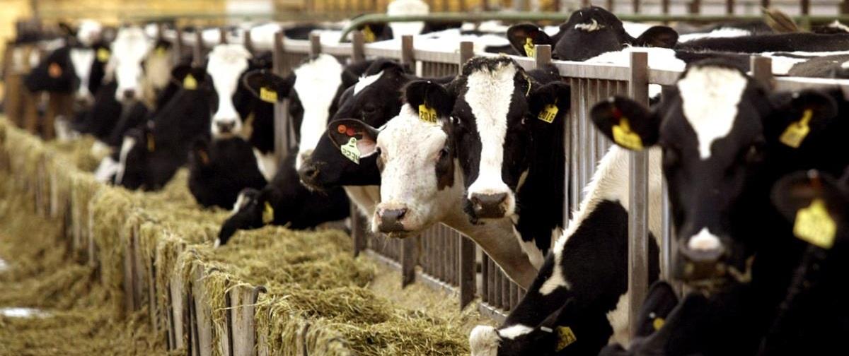 5247608804252681 agelades-zootrofes