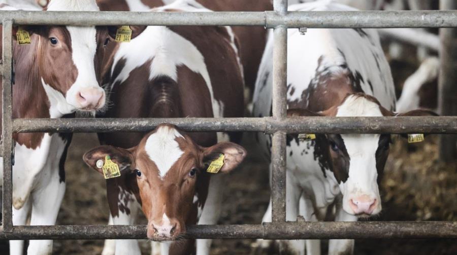 5248492554987741 agelades1