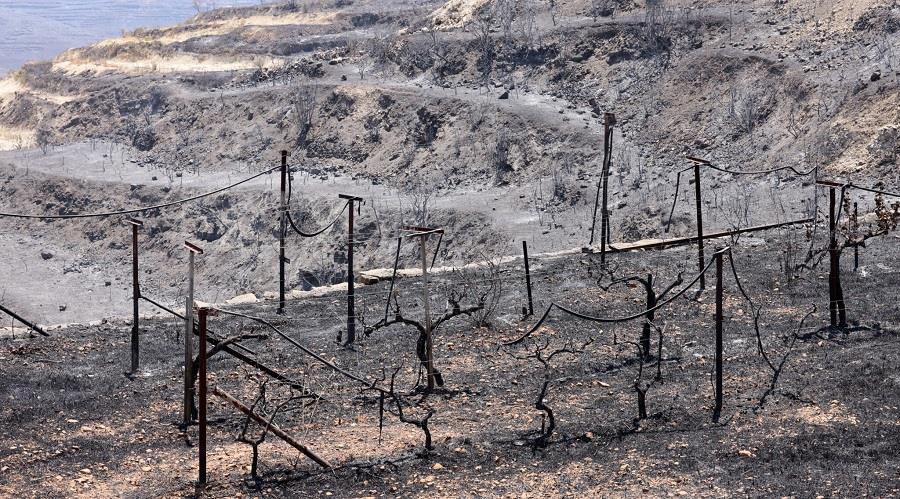 5251126642244496 καμε