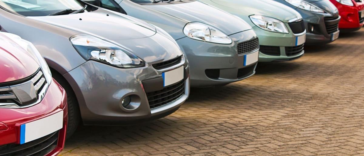 5253553298619234 cats