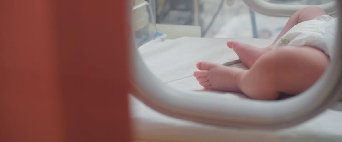 5267428779380460 cats