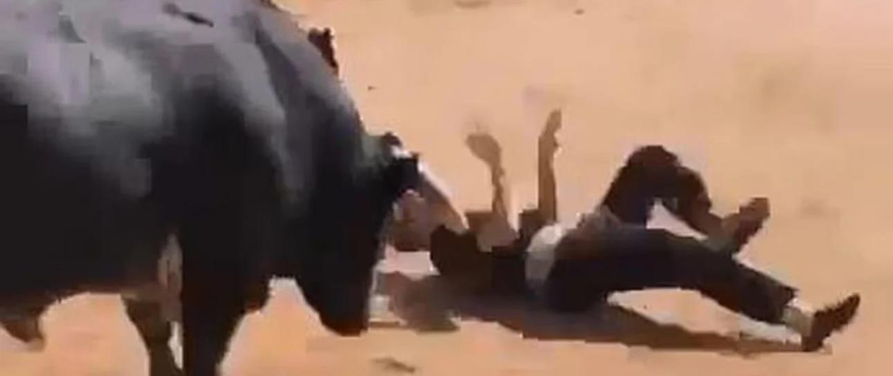 5268121657798178 cats