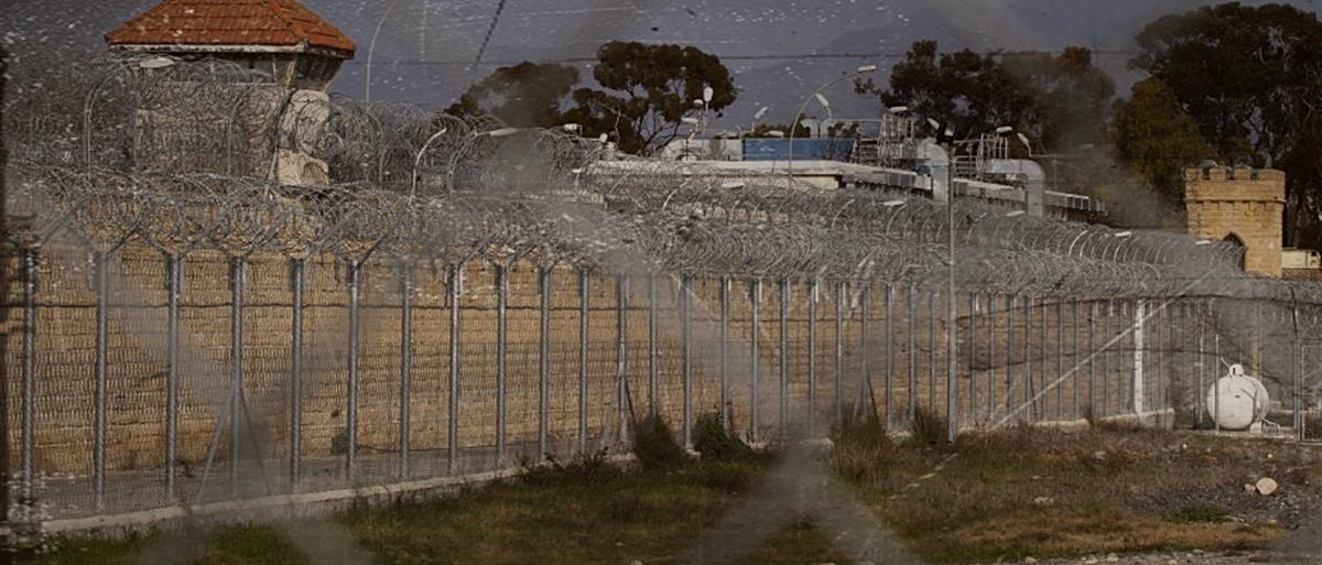 5273357824059817 cats