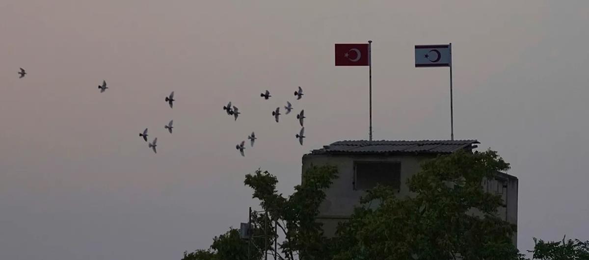 5274351257950280 cats