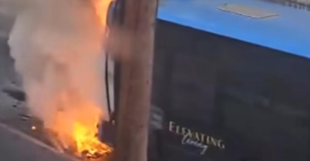 5278604087852349 cats