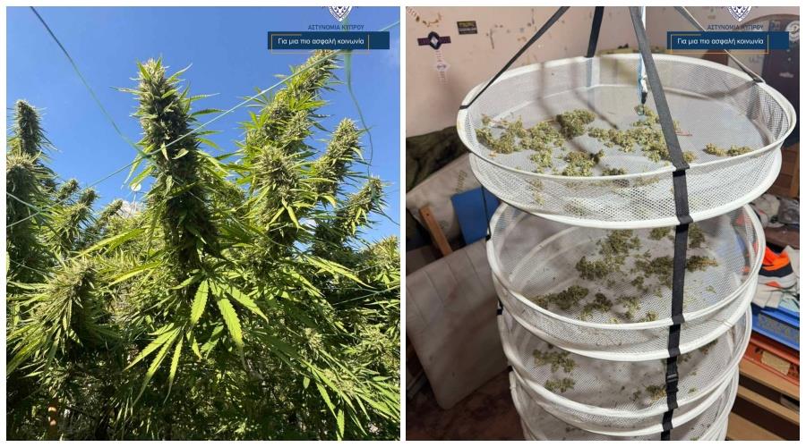 5282937566111321 collage