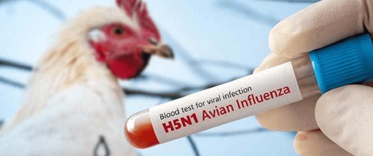 5308212035849122 gripi-ptinon