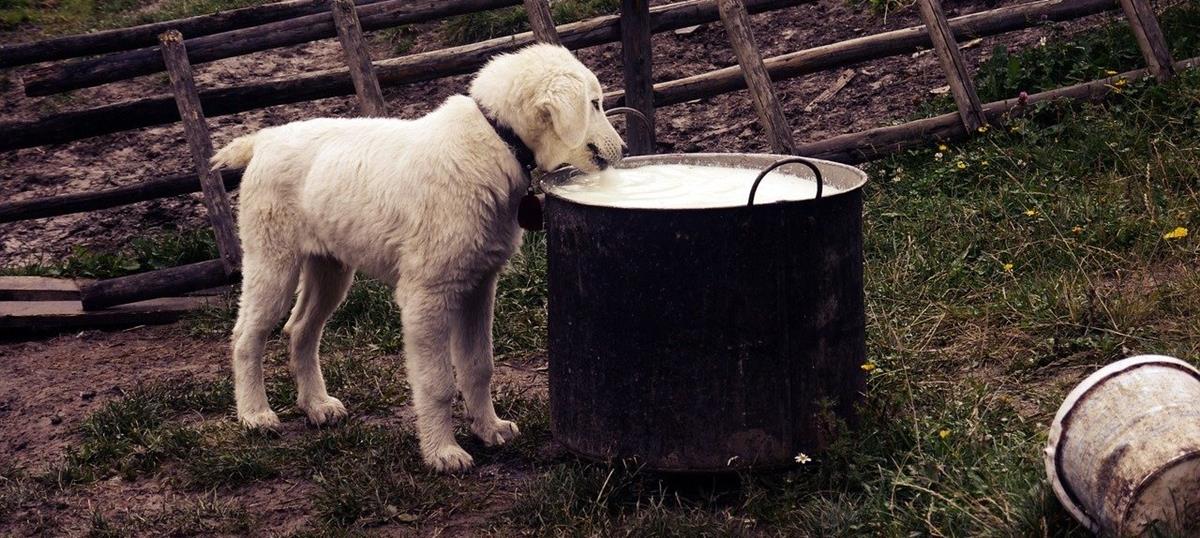 5329616496398918 cats