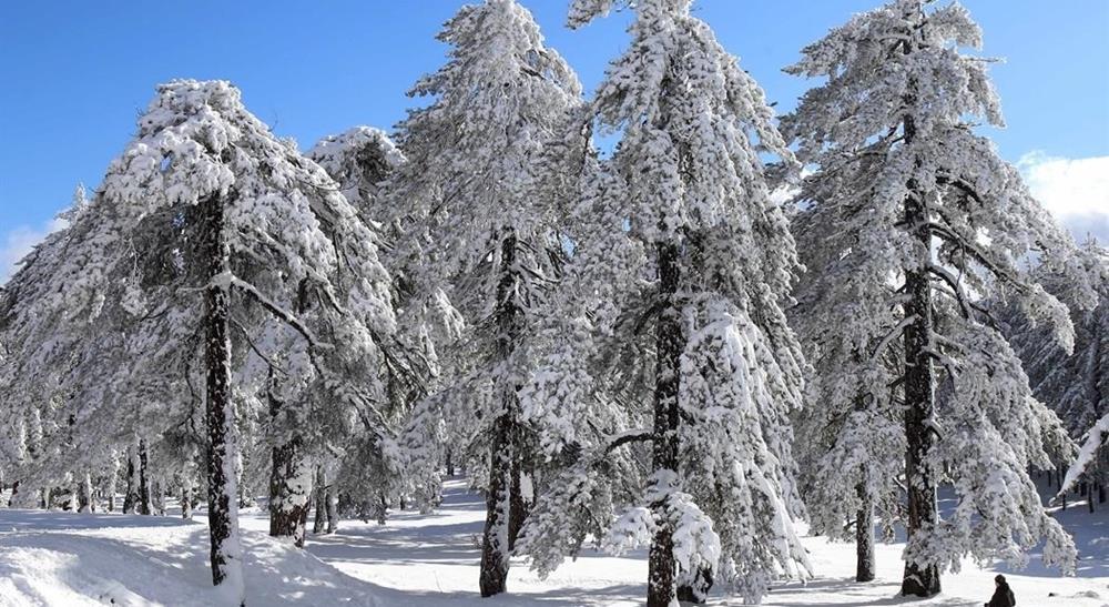 5339999200974447 cats