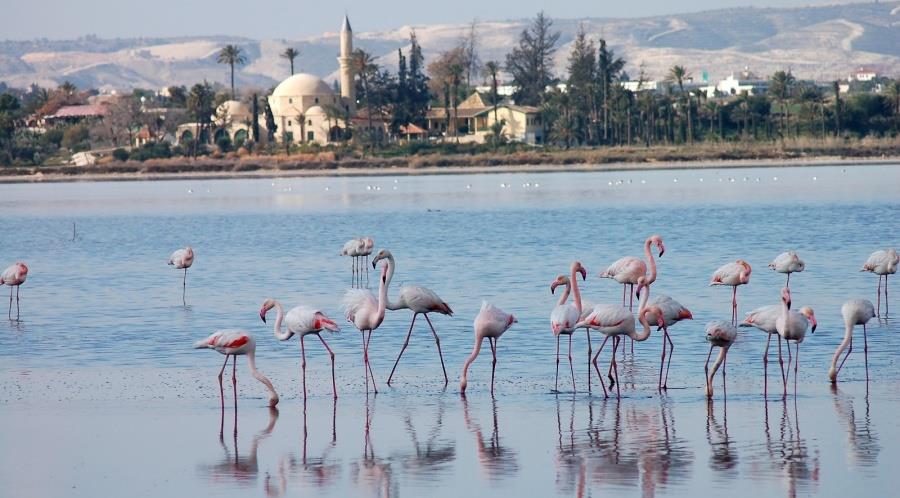 5344294791695078 phlamingko larnaka-1