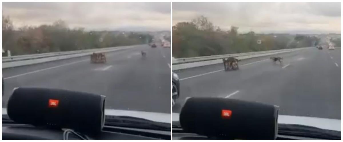 5345275970291984 collage