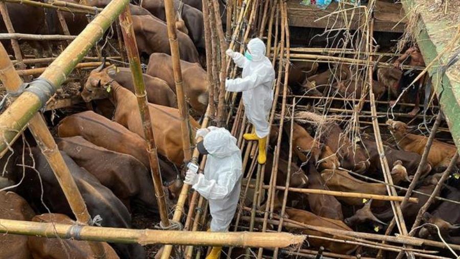 5350310634226295 131767-footmouthdisease1280