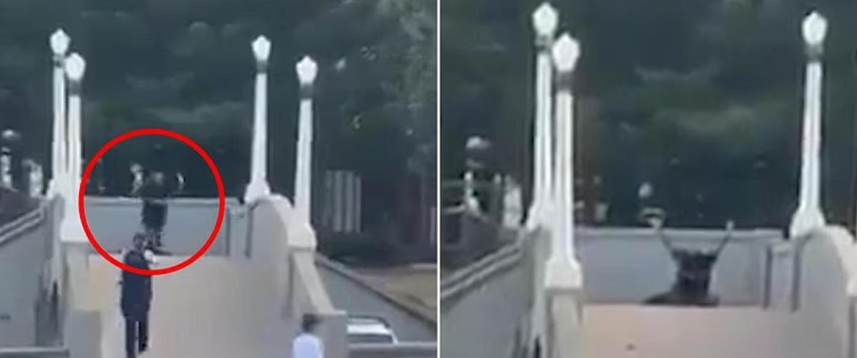 5350430829367648 cats