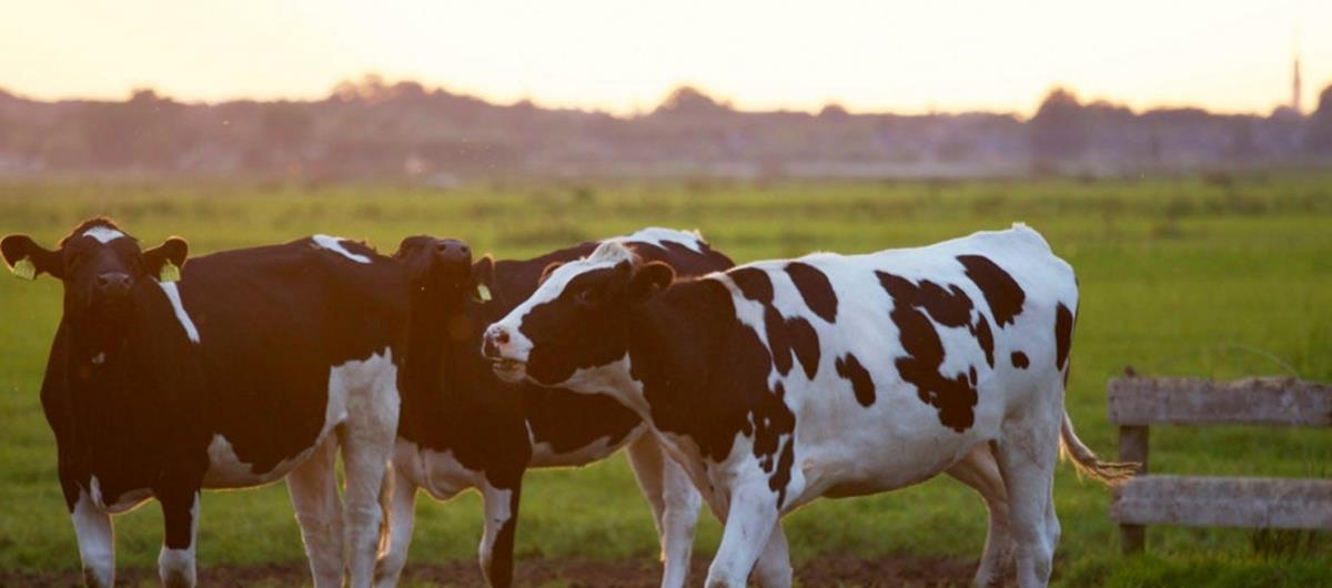 5351172949374878 cats