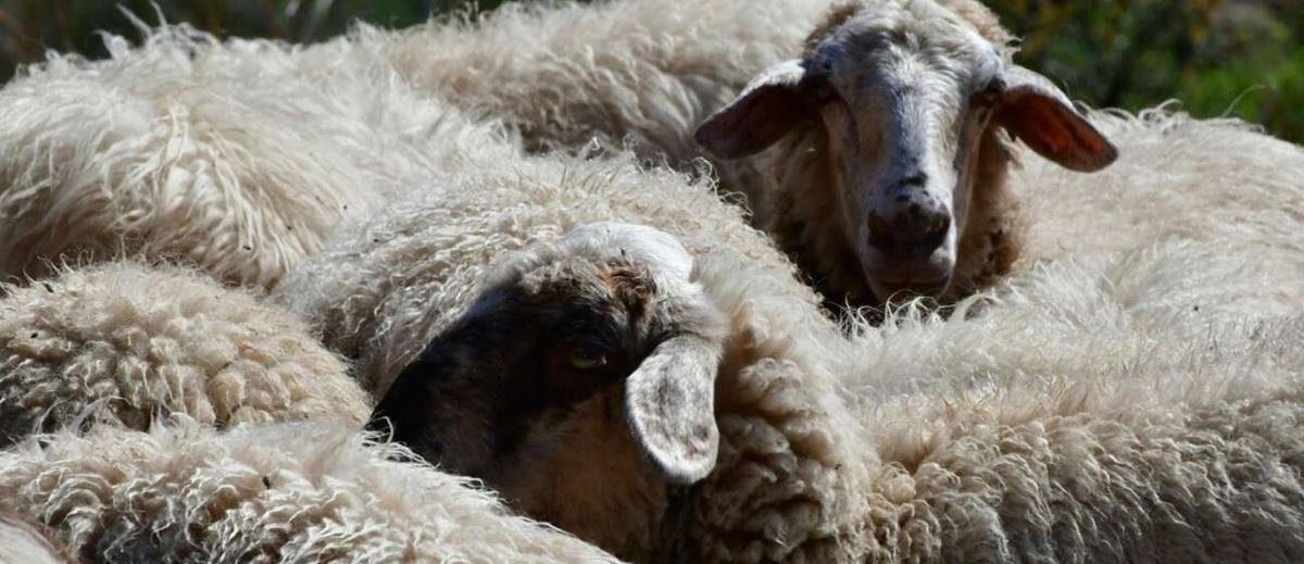 5354600032660155 cats