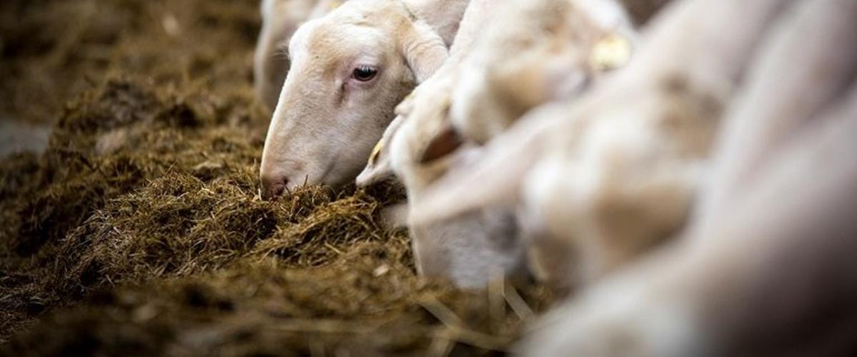 5362456623826426 cats