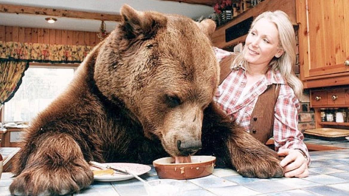 5362463833105534 image