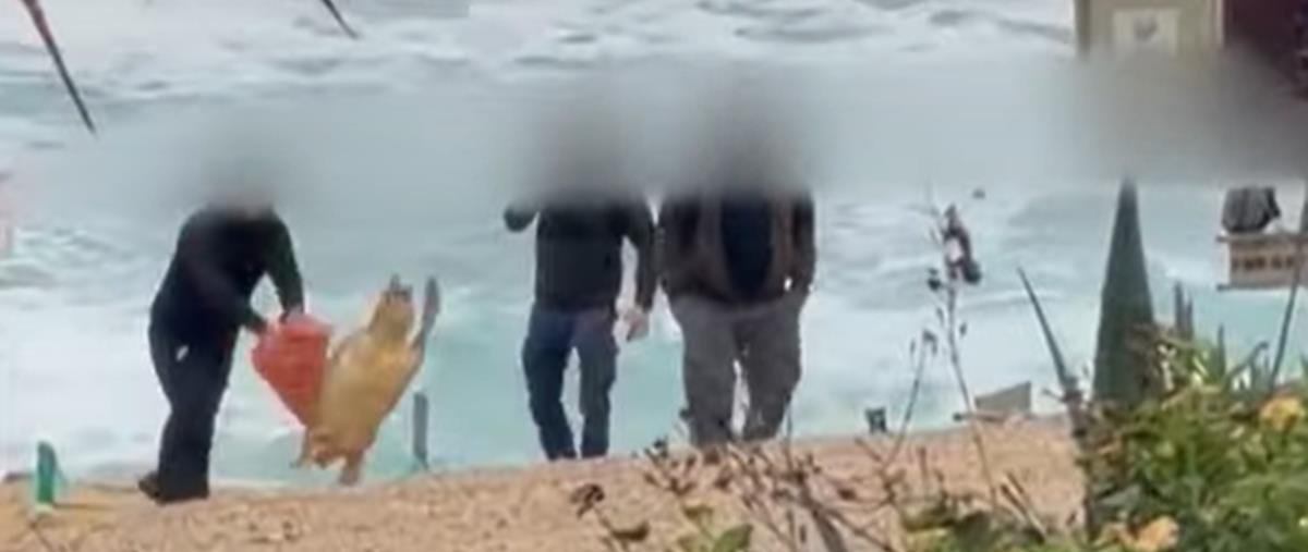 5375288187220772 cats