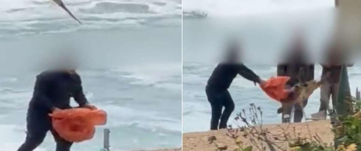 5376264803620409 cats