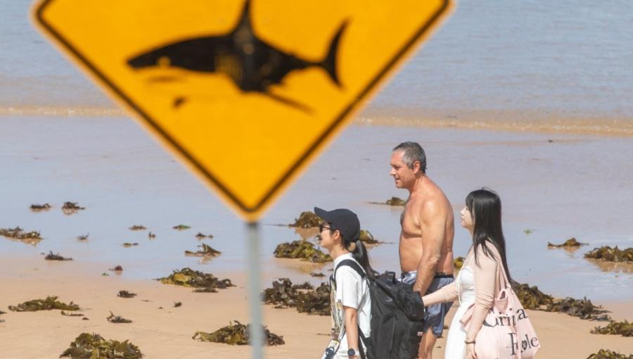 5384755259910640 2026-01-20T053516Z 337097077 RC2S4JAWOL3K RTRMADP 5 AUSTRALIA-SHARK-1200x892