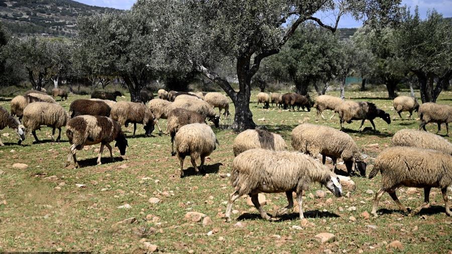 5387259846337737 f4724f6b23b1b8a9449754d5277afdcd shutterstock 2279201901-1