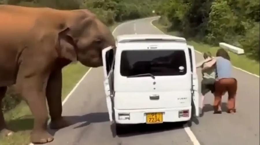 5387304561433464 elefantas-srilankaq