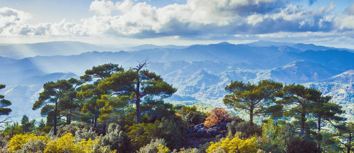 5395339957556009 cats