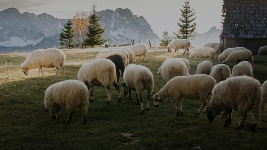 5397808942885452 mpoai-home-video-background