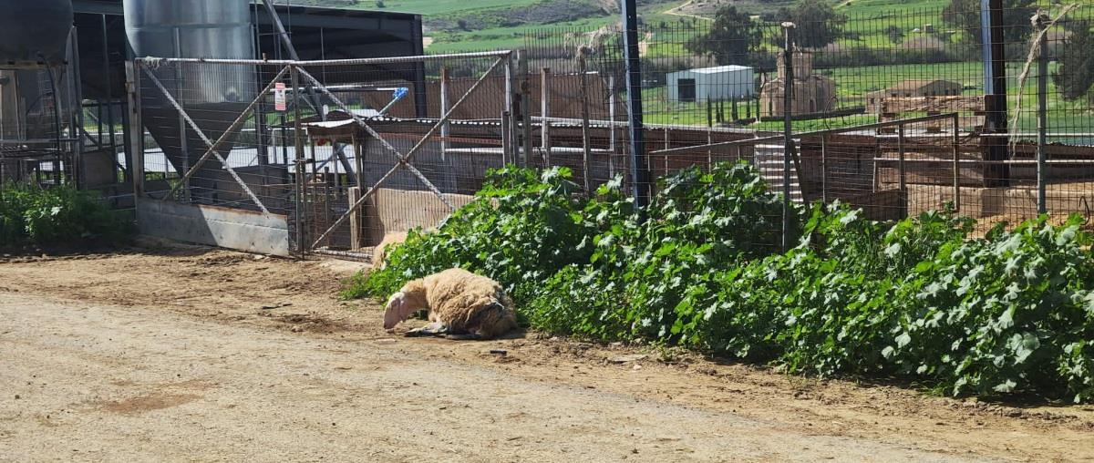 5411582267967994 image