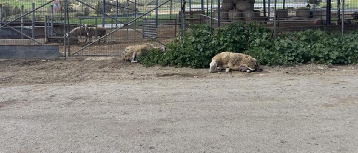 5412524051171953 cats