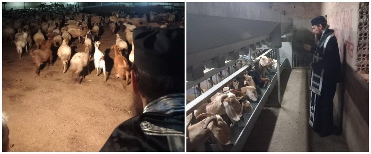 5413253979520044 collage