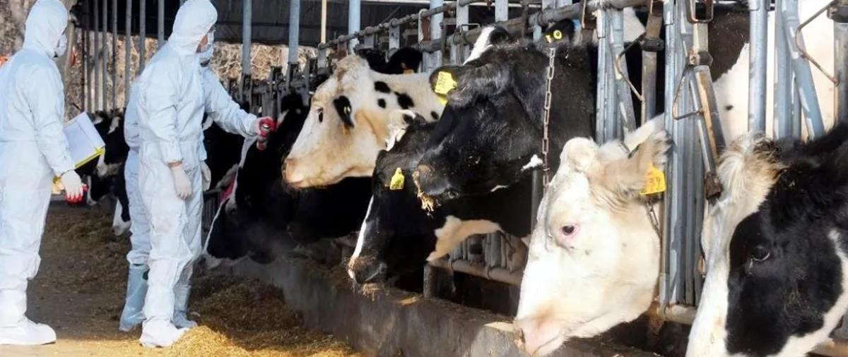 5420233016365814 cats