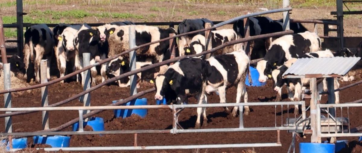 5420352023602957 afthodisaradippou-2