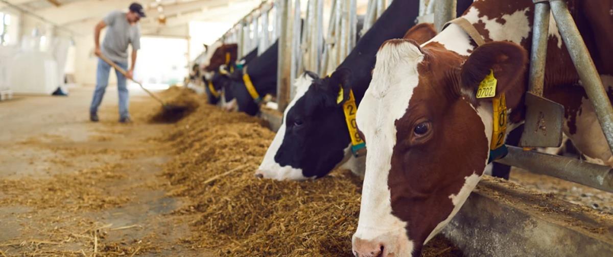 5430569345773831 agelades katexomena