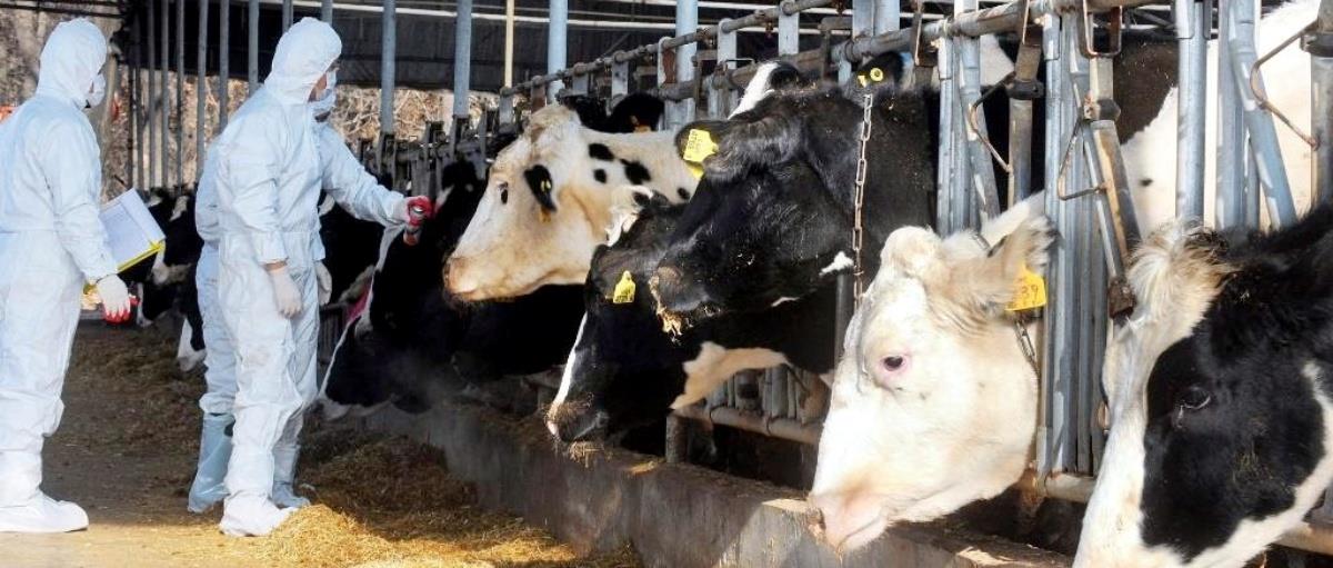 5431628923415499 afthodhs pyretos