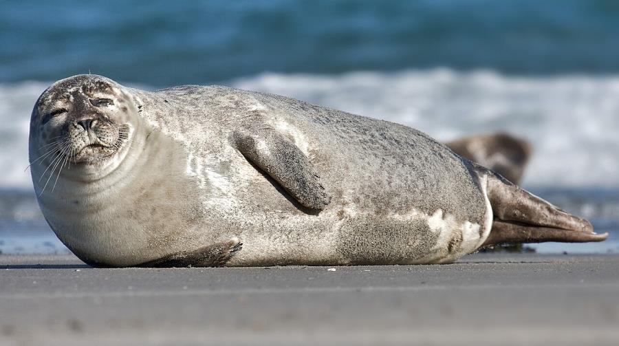 5436054478740593 Common Seal Phoca vitulina