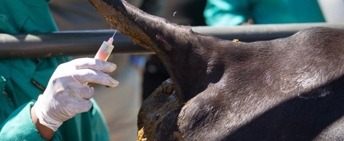 5442003840902021 cats