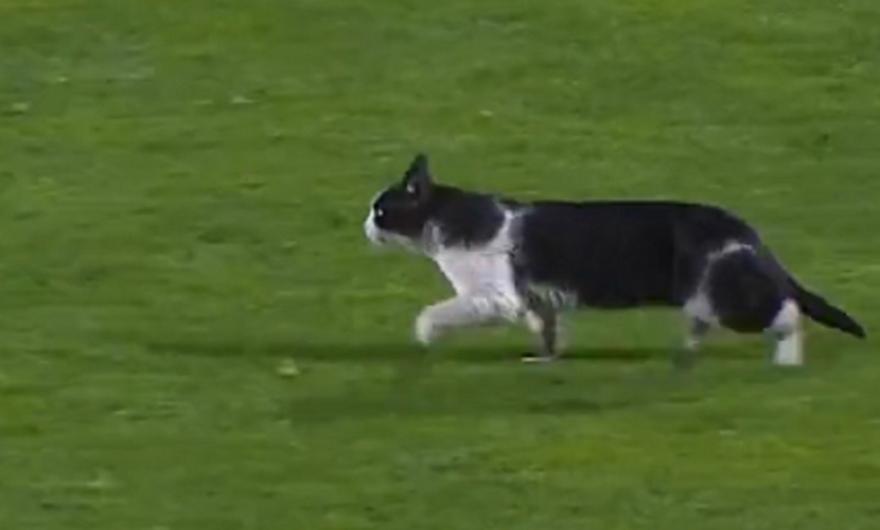 5452180224563985 sporting-gata 085304