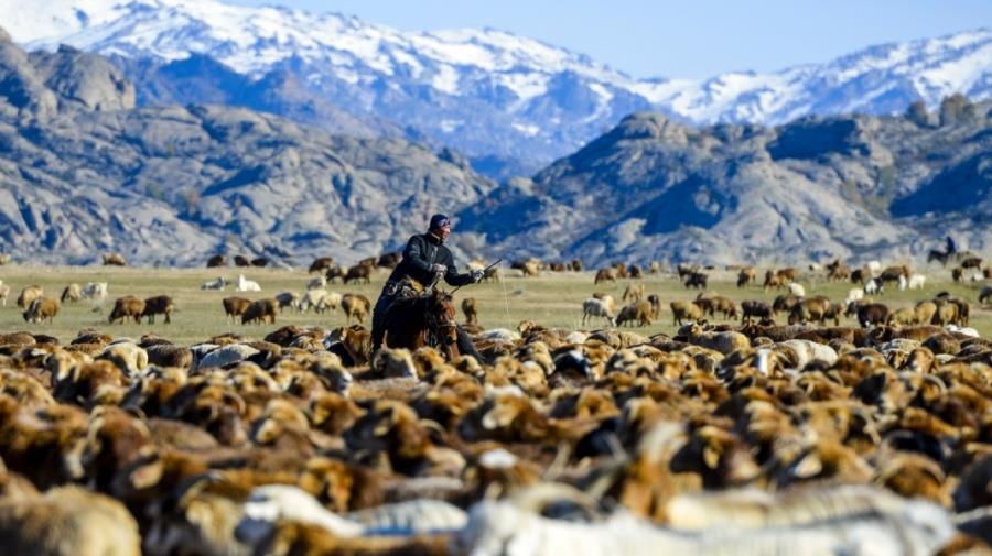 5491181312798928 sheep mongolia
