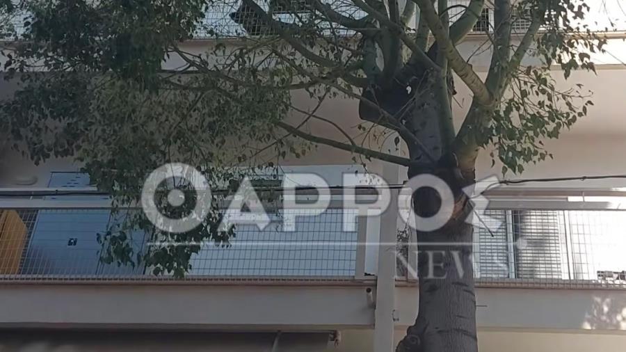 5495423104586987 kalamata arthrou