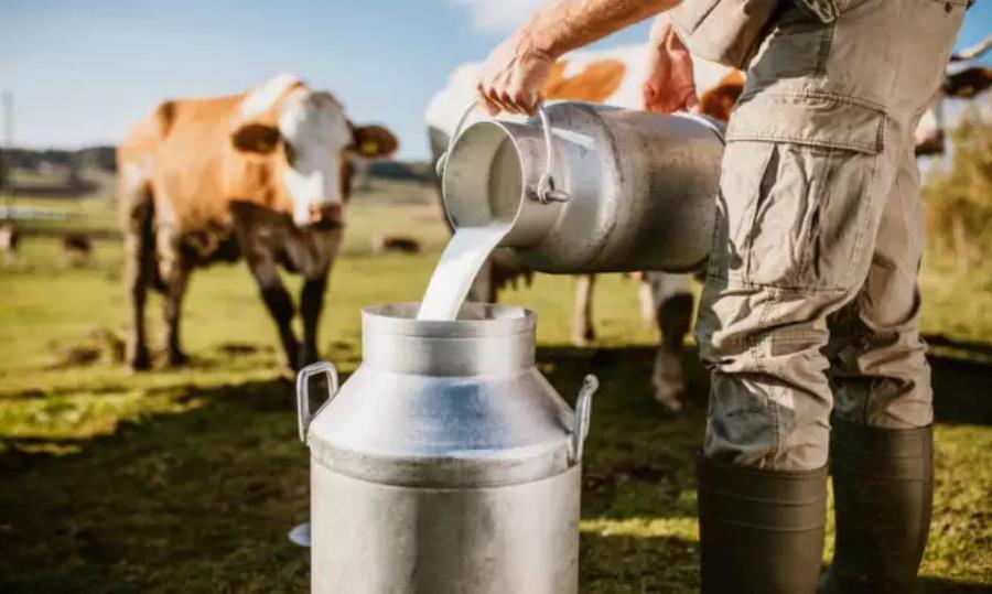 5515457649237899 Cows-milk-666x399
